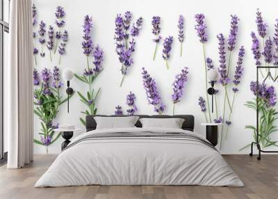 Closeup collection of lavender lavandula flowers and bunches isolated on a white background and viewed from above Wall mural