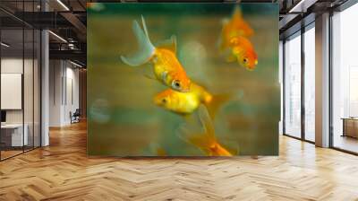 Goldfish swimming in the aquarium Wall mural