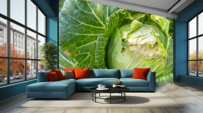 Soft focus of Big cabbage on the ground in the morning with mild sunshine in the garden.Head of green fresh cabbage.Organic vegetables. Wall mural