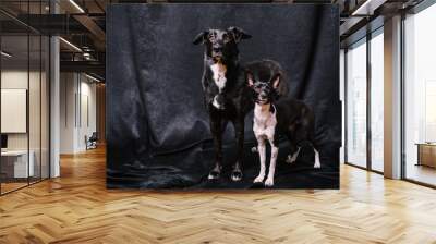 two Black white dogs standing on the floor inside the house Wall mural