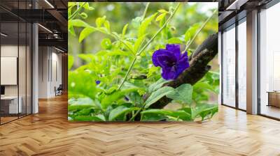 Butterfly pea flowers grow naturally. Wall mural