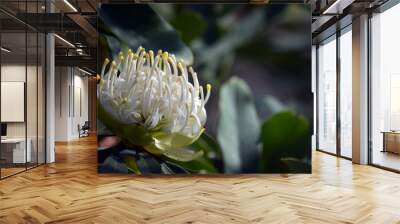 Australian native white Waratah, Telopea speciosissima, family Proteaceae. Known as the Wirrimbirra White. Endemic to New South Wales. Naturally occurring white colour form of the common red variety Wall mural