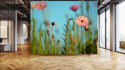 Spring background of Australian pink everlasting daisy meadow under a blue sky. Also known as strawflowers and paper daisies. Wall mural