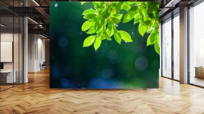 Photograph of leaves without Rim Light on a beautiful bokeh background. Light after rain. Natural background image for design and text. Spring background, green tree leaves on blurred background. Wall mural