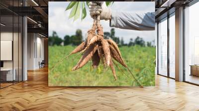 Khonkaen,Thailand-June 1,2018:Farmer  ้harvest cassava in farmland before rainy season. Wall mural