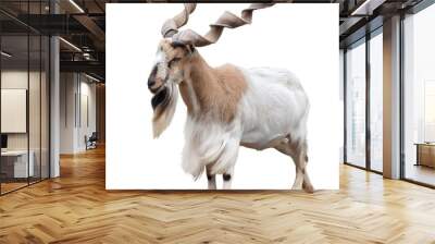 Markhor (Capra falconeri) mountain male goat full long swirly, curly, spiral horns strong body golden brown colour side view realistic Markhoor HD image. Asian Pakistan, isolated on a white background Wall mural