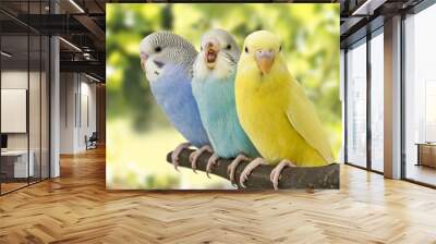 three budgies are in the roost Wall mural