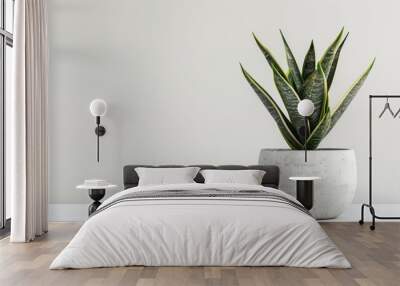 Sansevieria trifasciata laurentii interior potted plant decoration on white wall background. Wall mural