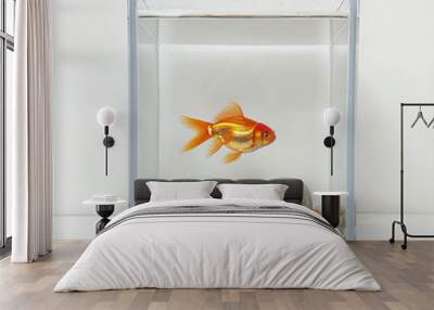 a gold fish swimming in a fish tank in a white background Wall mural