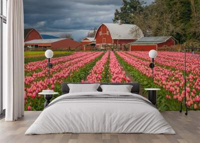 Rows of bright tulips in a field. Beautiful tulips in the spring. Variety of spring flowers blooming on fields. Skagit, Washington State, USA. Wall mural