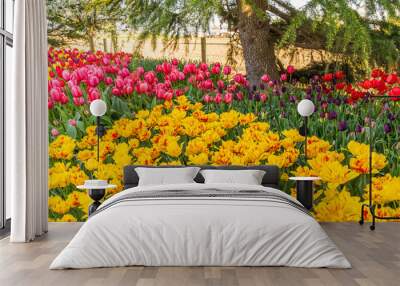 Сolorful field of tulips. Beautiful tulips in the spring. Bright colors of natural flowers. Wall mural