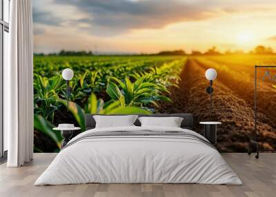 Wide view of a lush green agricultural field with rows of crops under a glowing sunset, symbolizing farming and harvest. Wall mural