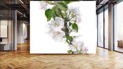 Apple blossoms. Blooming apple tree branch with large white flowers isolated on white background. Flowering. Wall mural