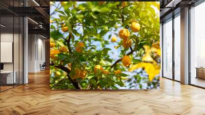 Lemon tree with ripe fruits. Branch of fresh ripe lemons with leaves in sun beams. Mediterranean citrus grove Wall mural