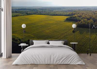 Aerial view on yellow rapeseed fields Wall mural