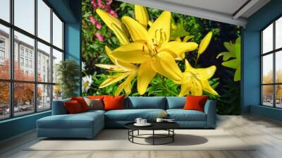 Bright yellow lily flowers Wall mural