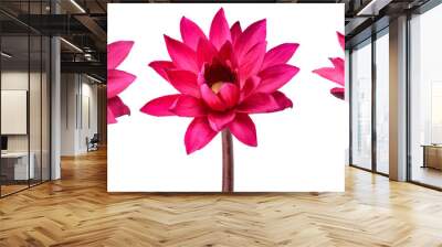 Collection Red Lotus flower isolated on white background Wall mural