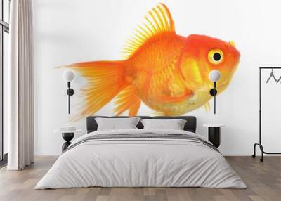 Gold fish Isolation on the white Wall mural