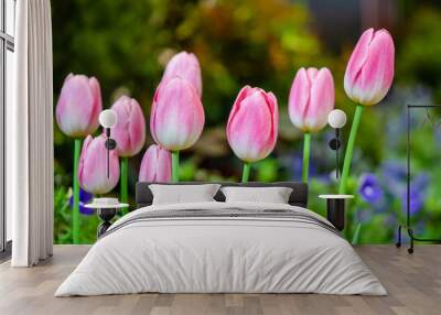 Pink tulips Wall mural