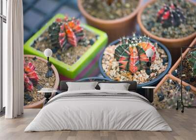 Gymnocalycium sp. in flower pot Wall mural