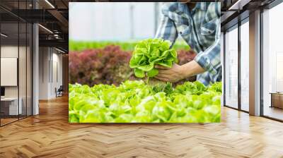 farmer pick up fresh hydroponic vegetables in basket and give to customer in farm Wall mural