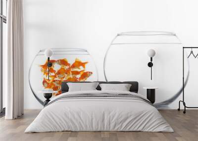 lots of goldfishes in a bowl together Wall mural