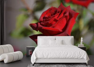 single red rose Wall mural