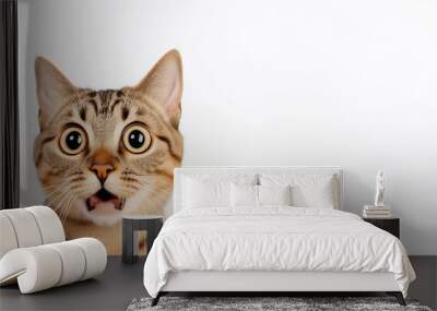 a frightened cat, an emotional portrait of fear isolated on a white background, a cat with big eyes is afraid Wall mural