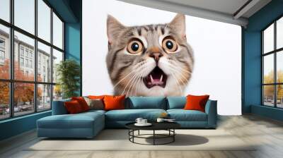 a frightened cat, an emotional portrait of fear isolated on a white background, a cat with big eyes is afraid Wall mural