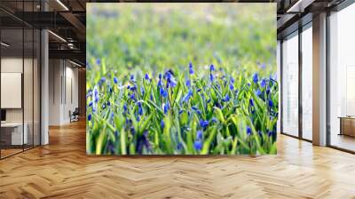 blue flowers on green summer grass Wall mural