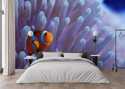 clown fish coral reef / macro underwater scene, view of coral fish, underwater diving Wall mural