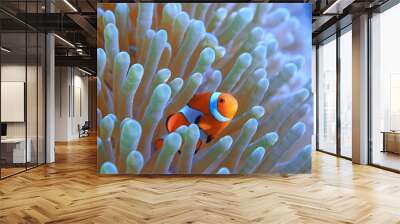 clown fish coral reef / macro underwater scene, view of coral fish, underwater diving Wall mural