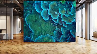 coral reef macro / texture, abstract marine ecosystem background on a coral reef Wall mural