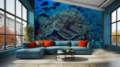 coral reef underwater / lagoon with corals, underwater landscape, snorkeling trip Wall mural