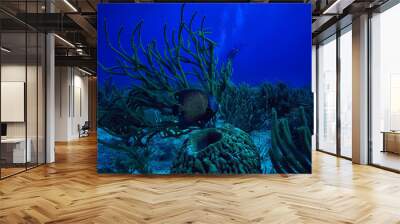 coral reef underwater landscape, lagoon in the warm sea, view under water ecosystem Wall mural