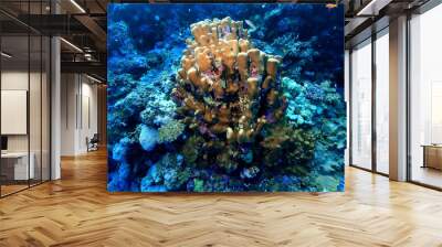 coral reef wallpaper background ocean tropical ecosystem underwater Wall mural