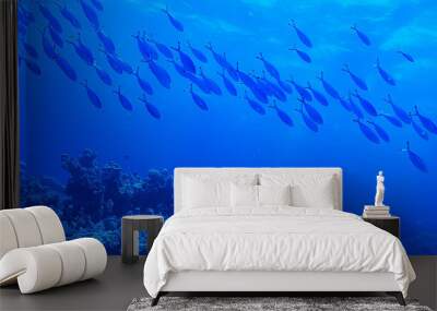 flock of fish in the sea background underwater view Wall mural