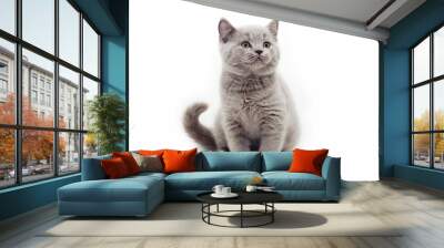 gray kitten white background Wall mural