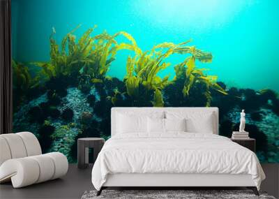 laminaria sea kale underwater photo ocean reef salt water Wall mural