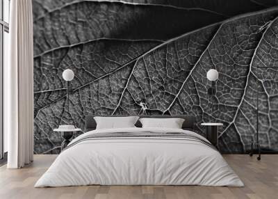 leaf texture black and white / design black leaf skeleton, macro nature texture, wallpaper black and white Wall mural