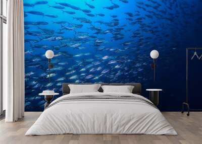 lot of small fish in the sea under water / fish colony, fishing, ocean wildlife scene Wall mural