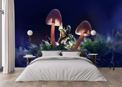 Mushrooms macro nature wild background Wall mural