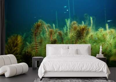 night underwater landscape / diving at night in fresh water, green algae, clear fresh water at night in the lake Wall mural