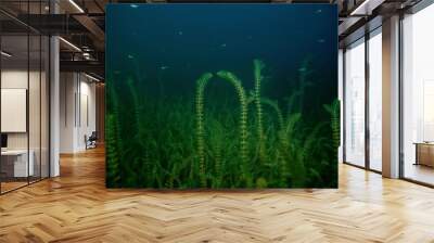 night underwater landscape / diving at night in fresh water, green algae, clear fresh water at night in the lake Wall mural