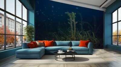 night underwater landscape / diving at night in fresh water, green algae, clear fresh water at night in the lake Wall mural