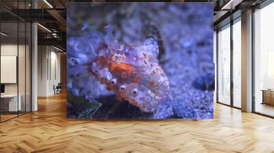 nudibranch molusk underwater photo / sea macro under water Wall mural