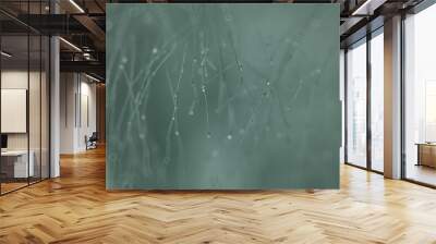 rain weather drops / wet weather concept, abstract drops and water jets, autumn rain Wall mural