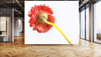 red gerbera flower / red beautiful summer flower, aroma smell concept Wall mural