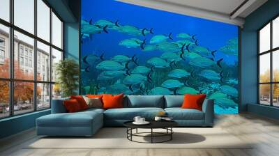 school of fish underwater photo, Gulf of Mexico, Cancun, bio fishing resources Wall mural