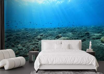 seascape panorama underwater flock of fish in the water Wall mural